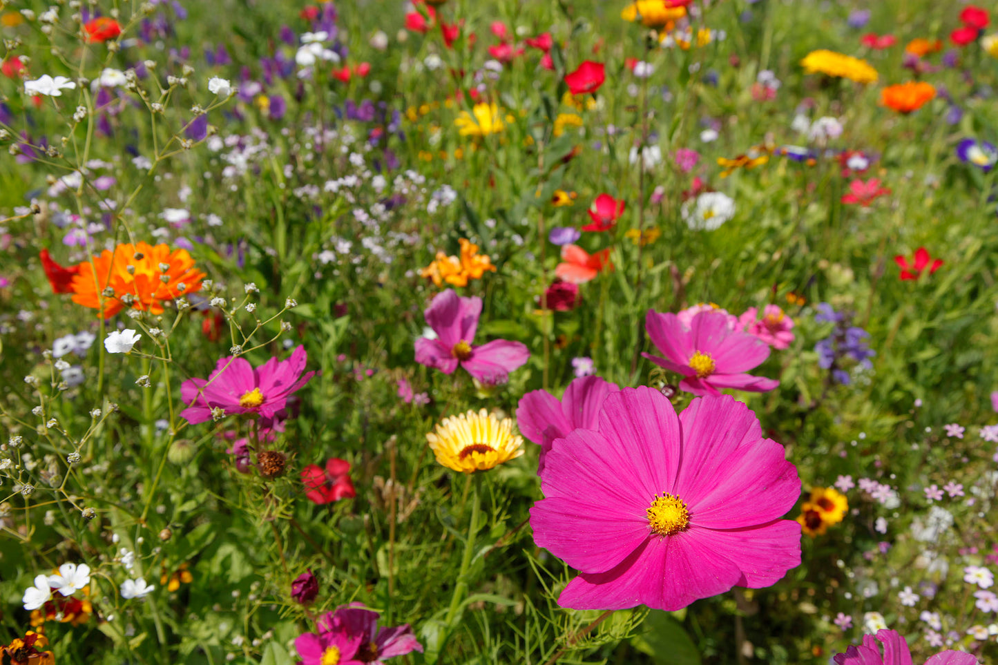 Blomster blanding øko bestøver brak 2 årig