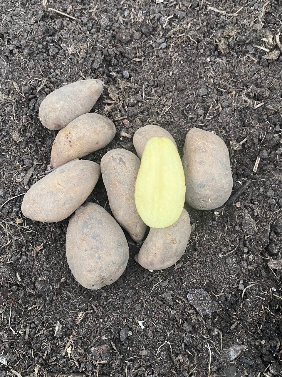 Mandel øko potatis 25 kg