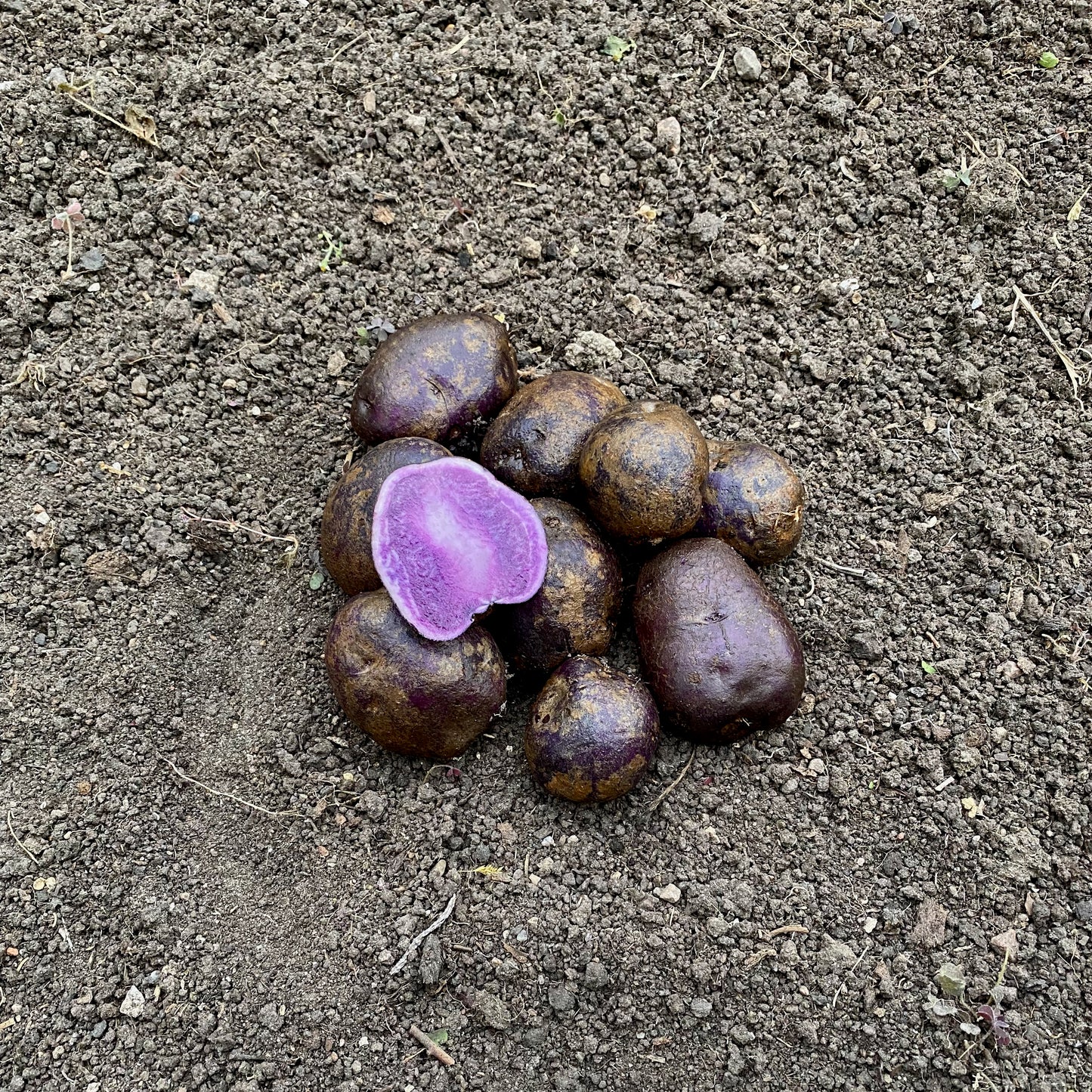 Blå Congo 25 kgs