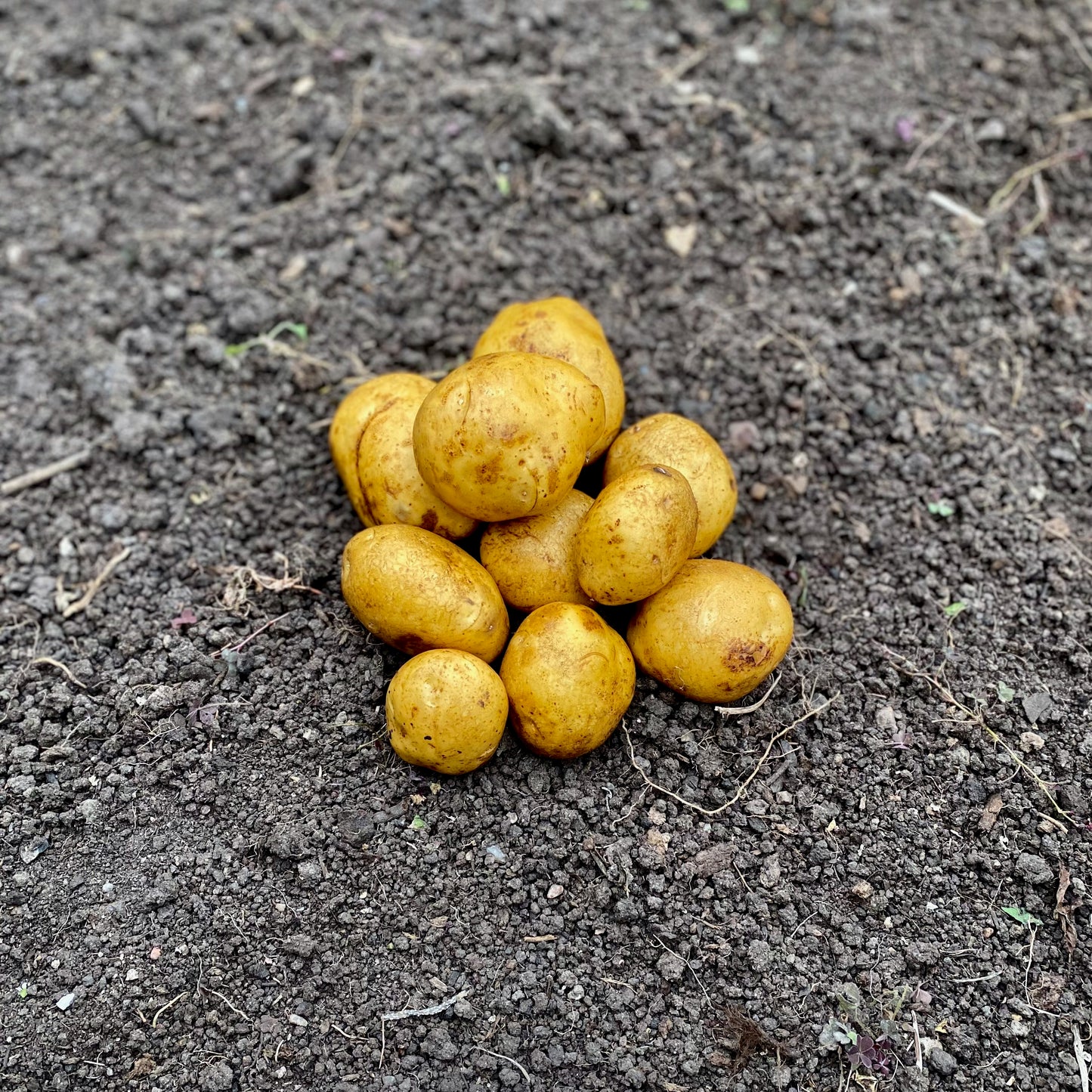 Magda - Big Bag (1250Kg)