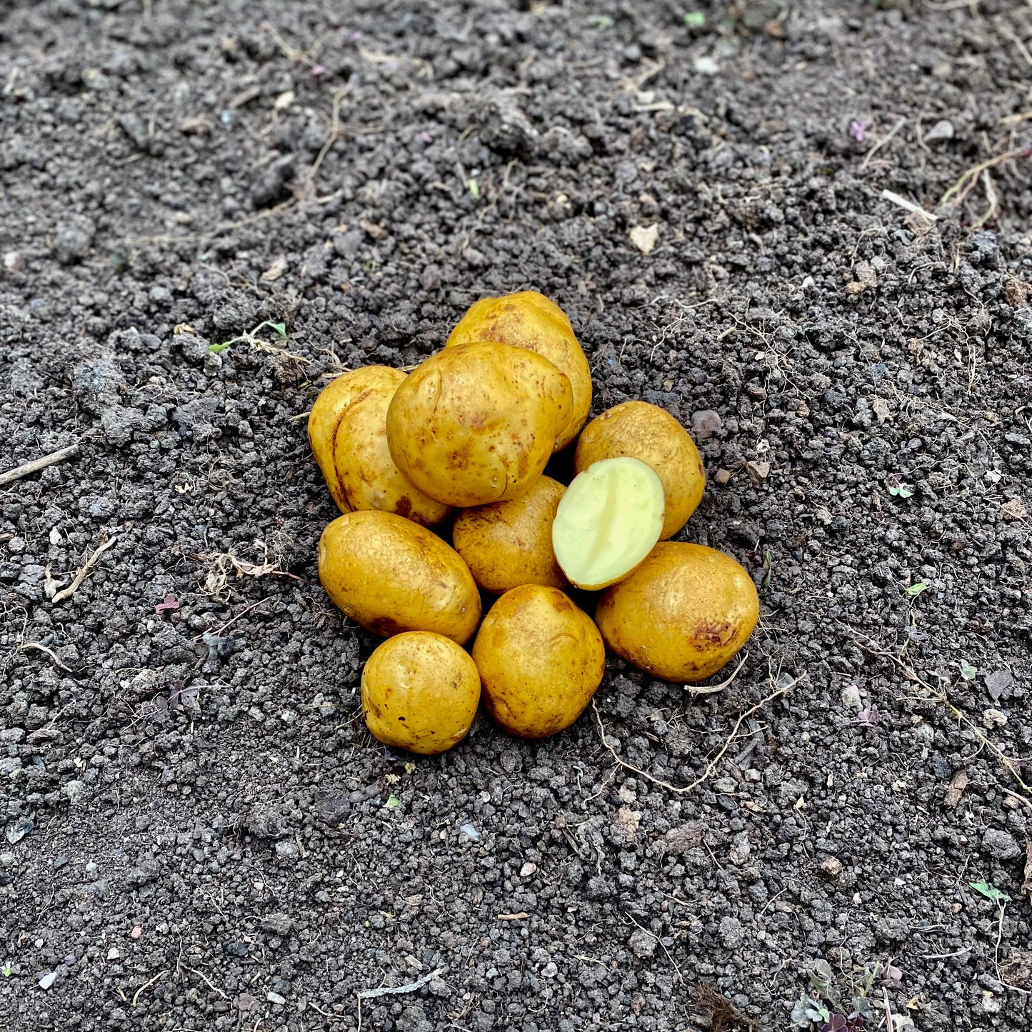 Magda - Big Bag (1250Kg)