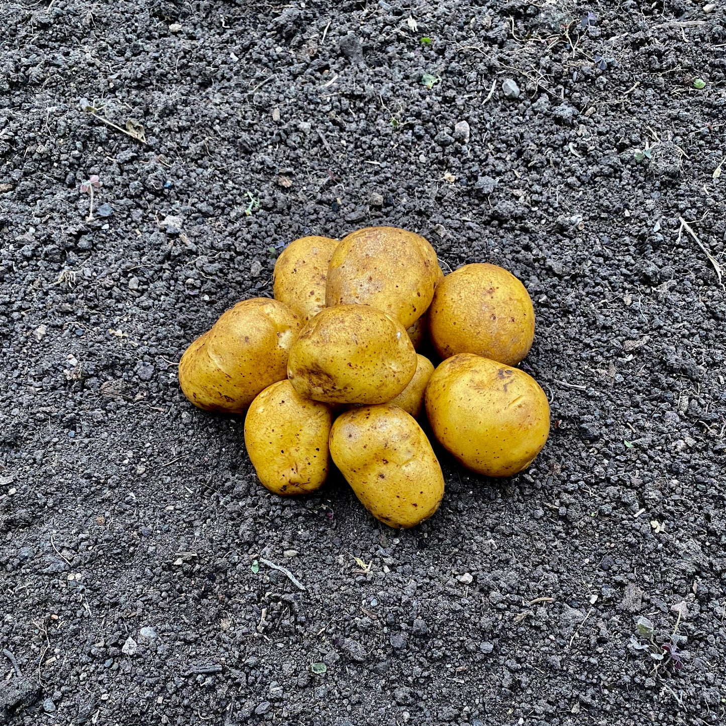 Marabel 25 kg