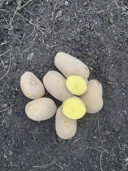 Chateu økolæggekartofler  25 kg