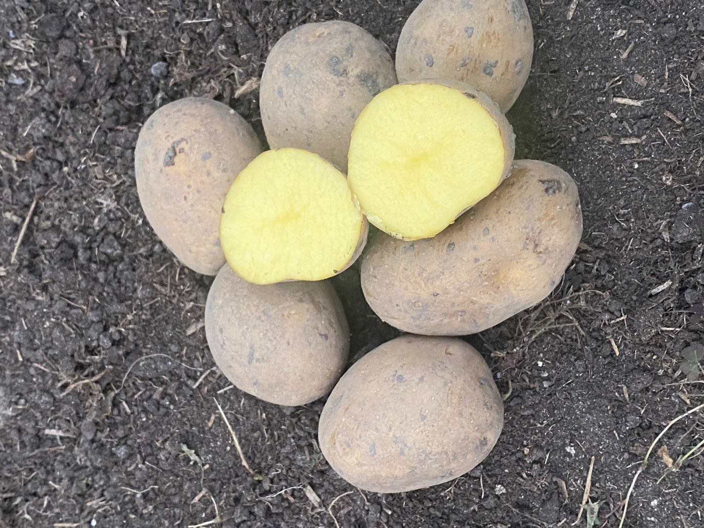 Emiliana øko læggekartofler 25 kg