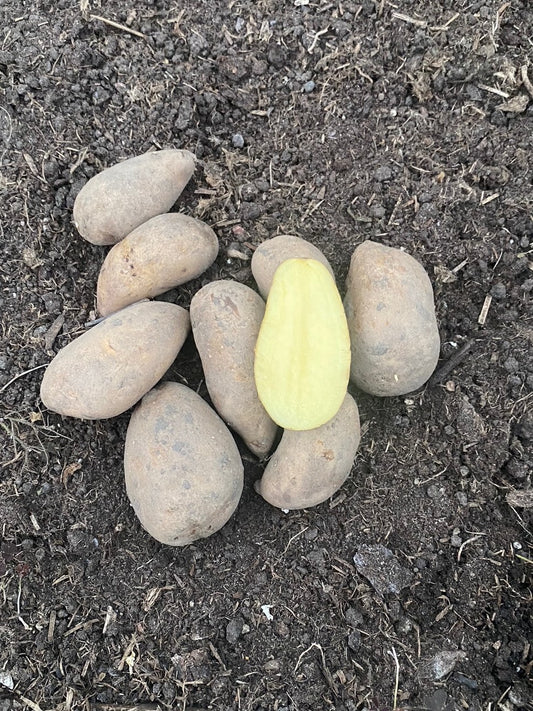 Mandel øko  potatis 25 kg